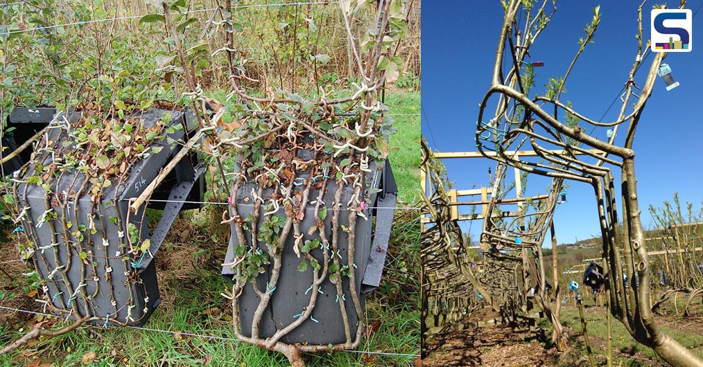 trees into chair