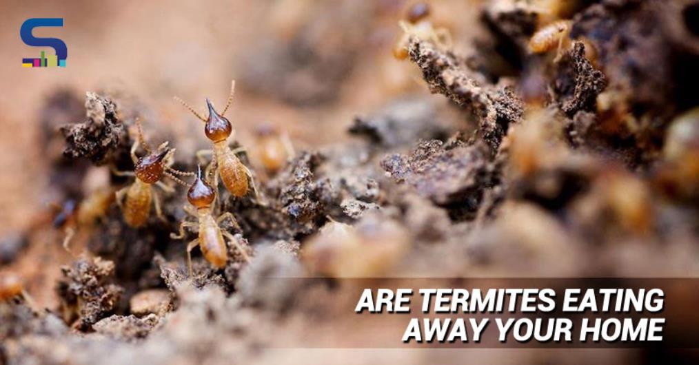 At some point or the other, we have all been victims of these tiny creatures called termites in our homes and even office. They eat away our favaourite and prized pieces of furniture and turn them into dust havens.