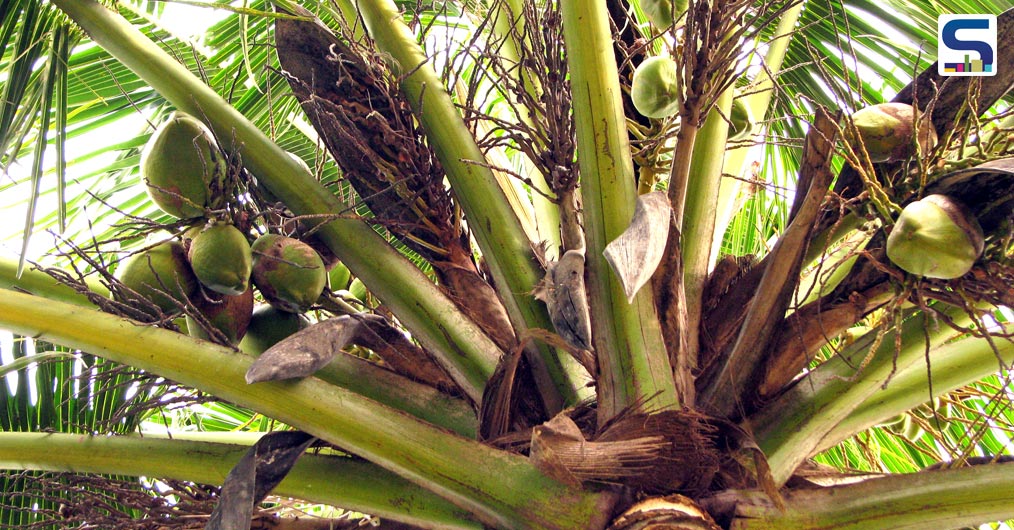 Waste Coconut Husks